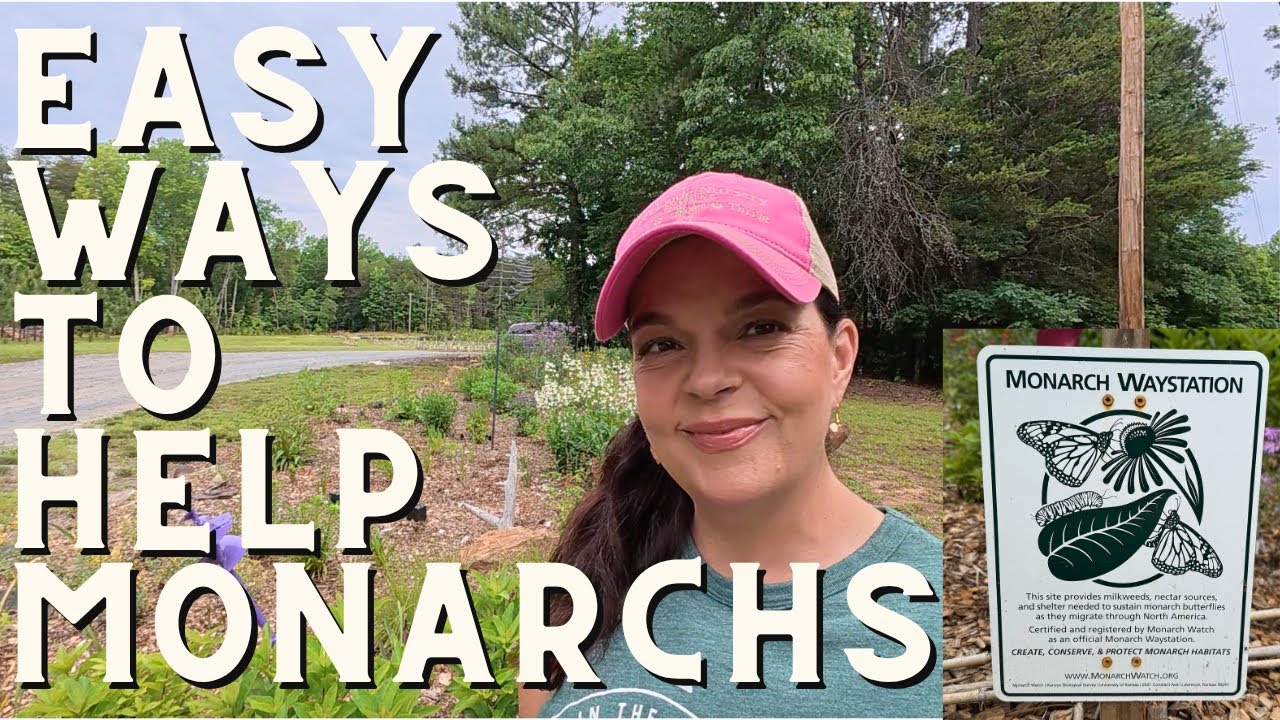 Easy Steps to Support Monarch Butterflies in Your Garden