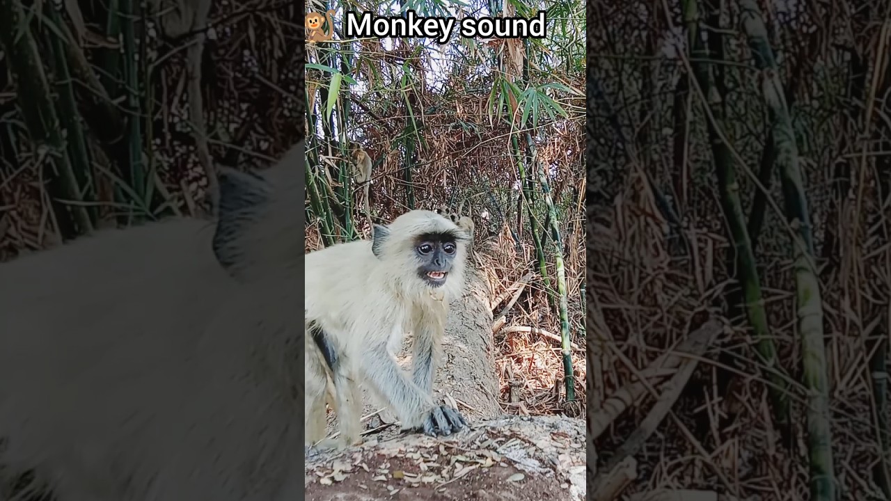 MONKEYS Gone Wild with CRAZY Sound Effects !