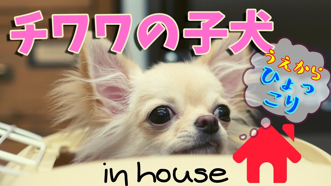 チワワの子犬とクレートトレーニングをやったよ。ハウスの教え方