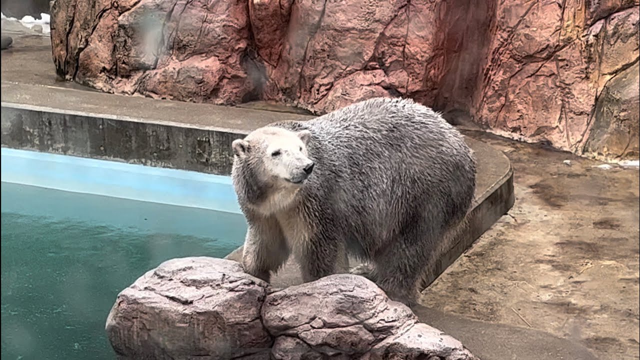フブキ戸惑う😅❓黒クマユキちゃん　聖母卒業宣言か😆❓
