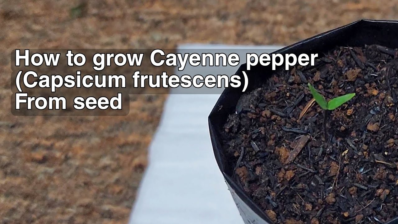 HOW TO GROW Cayenne pepper FROM SEED (Capsicum frutescens)