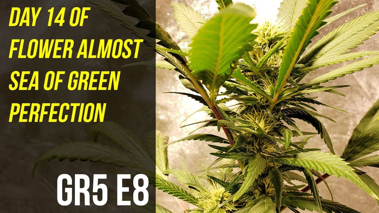 Day 14 of Flower Almost Sea of Green Perfection - GR5 E8