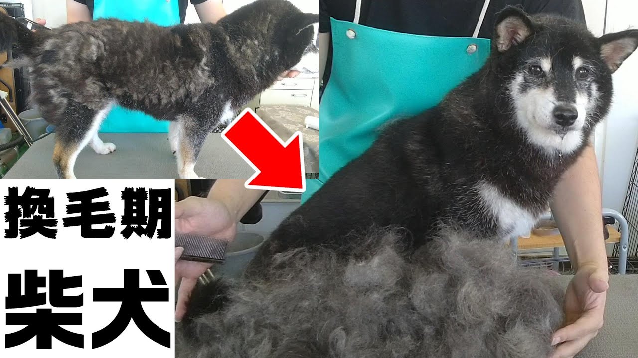 【トリミング】５倍速でわかる！柴犬のグルーミング（換毛期）【２４時間目】　|　(5Xspeed)Grooming for Shiba Inu