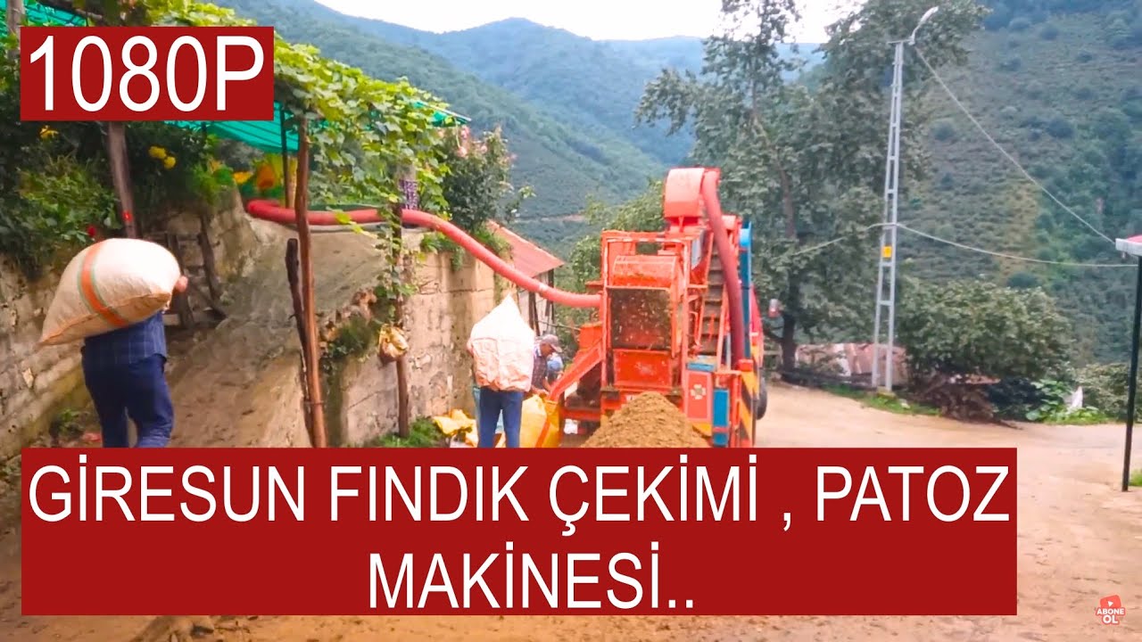 Giresun fındık çekimi...