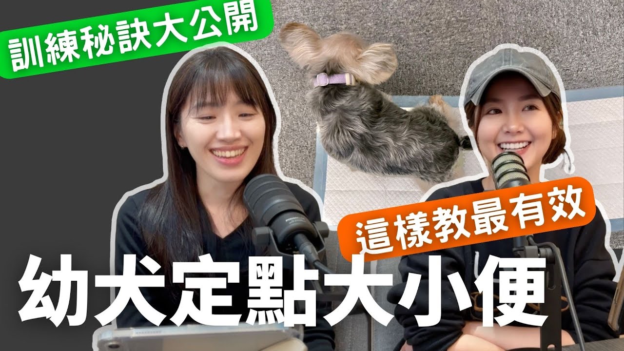 幼犬定點大小便這樣教最有效！#狗 #寵物 #寵物訓練 #定點大小便