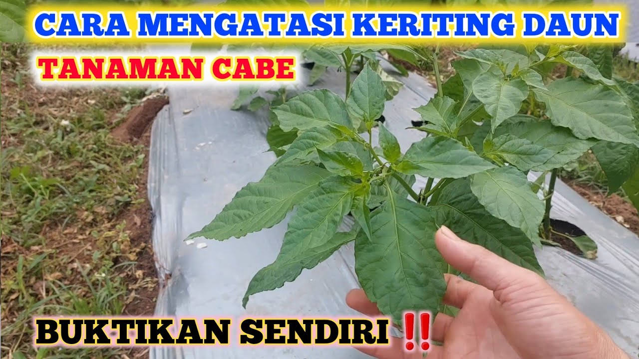 BUKTIKAN SENDIRI ‼️ CARA MENGATASI KERITING DAUN PADA TANAMAM CABE | OBAT KERITING PADA CABE
