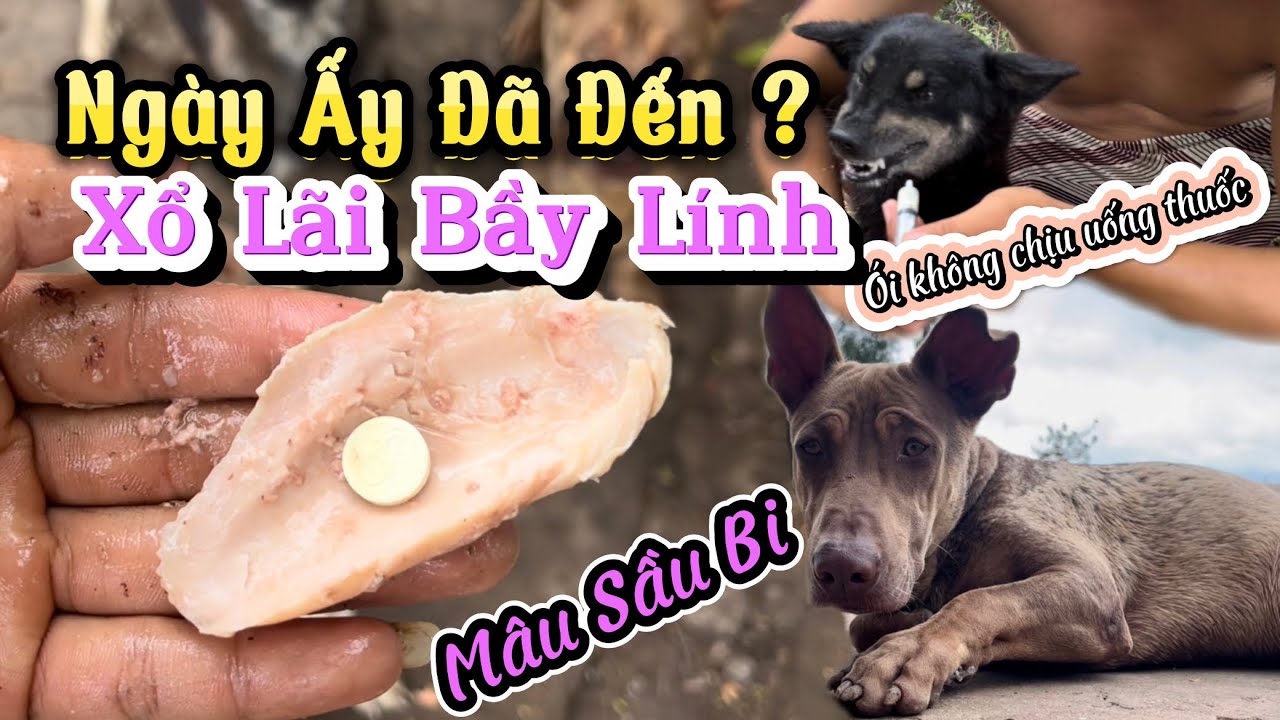 Anh Sen Luộc Một Thau Đùi Gà Để Lừa Xổ Lãi Cho Bầy Lính - Mâu Tĩnh Queo Không Biết Gì!