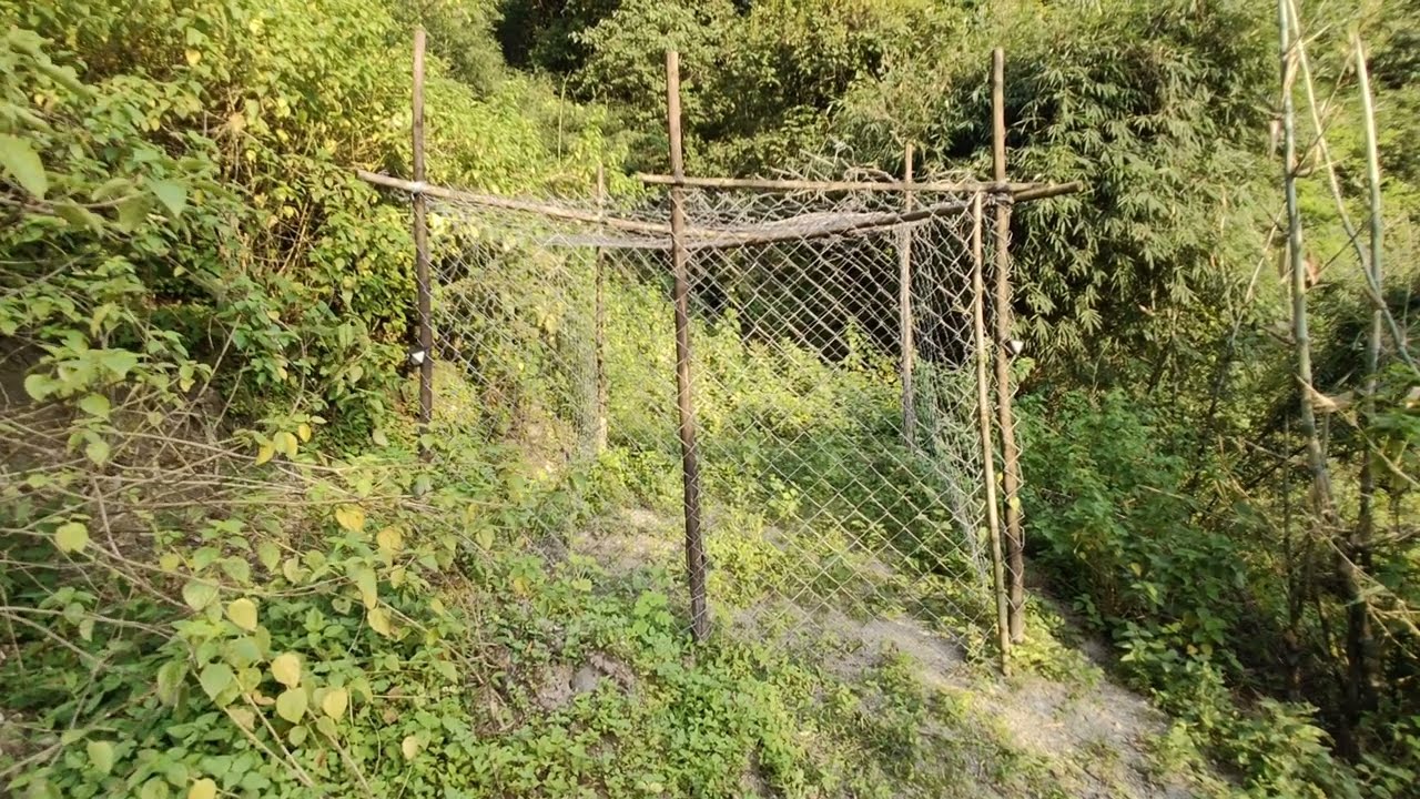 White Tiger Near Junglee Resort Rajaji National Park । Cage Camping के cage में सब्जियां । Jungle