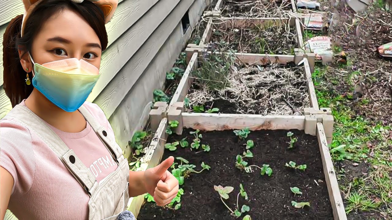 IRL Farmer Bao Stream