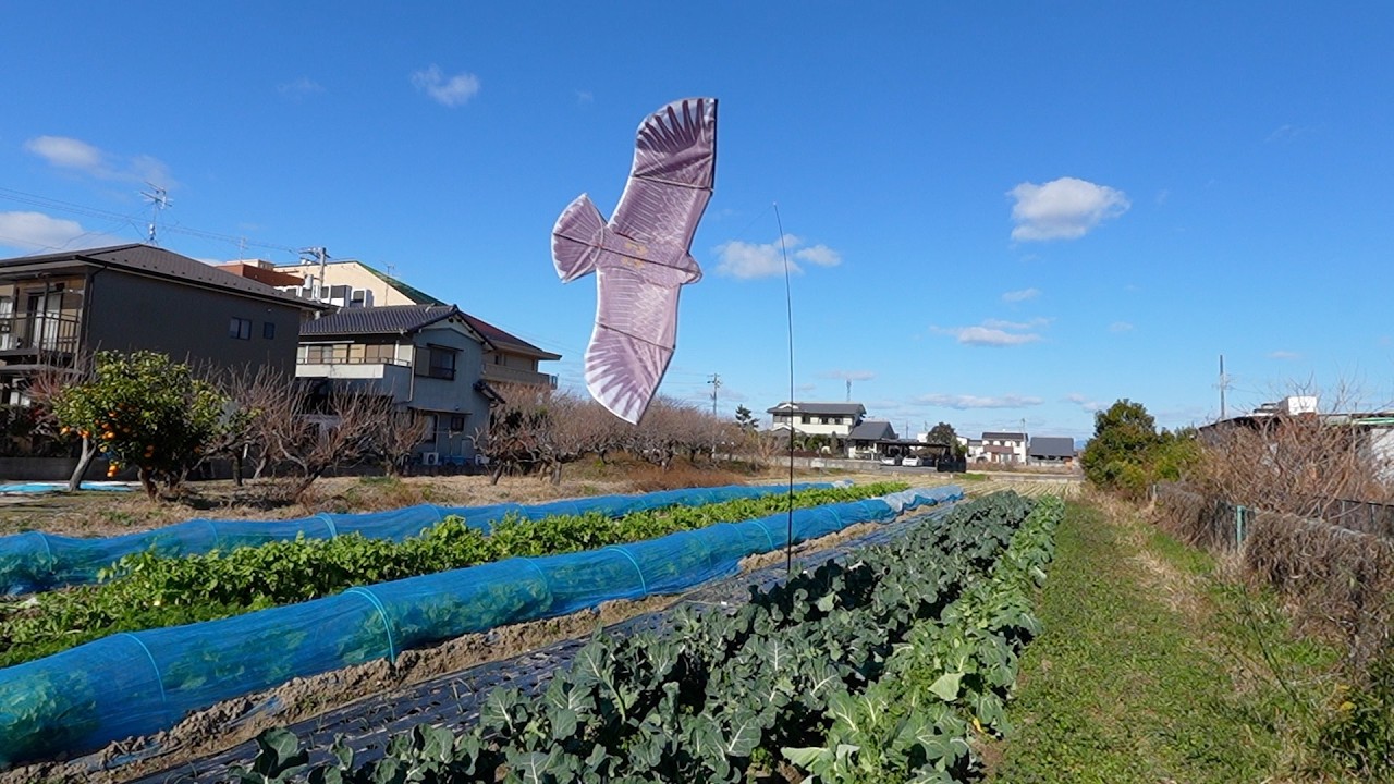鳥被害ゼロ！？カイト鷹を設置したらヒヨドリが来なくなった話