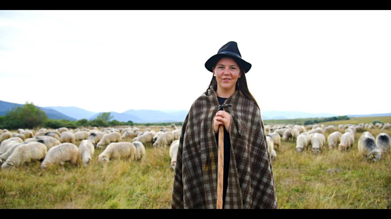 CIOBANITA MONICA CAPOTA SI TURMA DE 1000 DE OI DIN SIBIU - LUPII ATACA ZILNIC STANA !