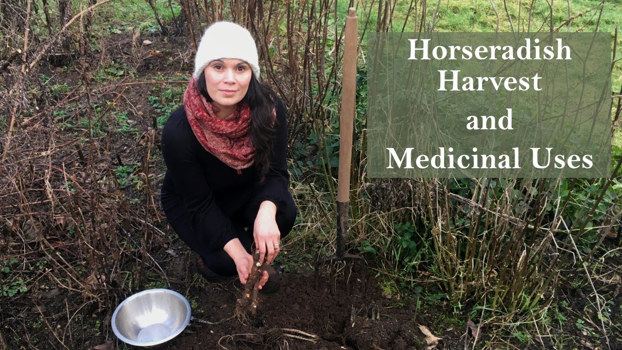 Harvesting Horseradish (Amoracia rusticana) and Its Medicinal Uses