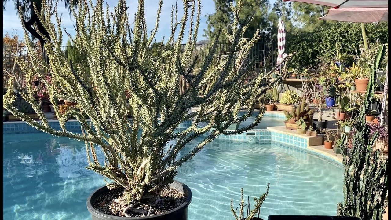 Ceraria namaquensis! One of the most rare and exotic succulents in the world! - Episode 2