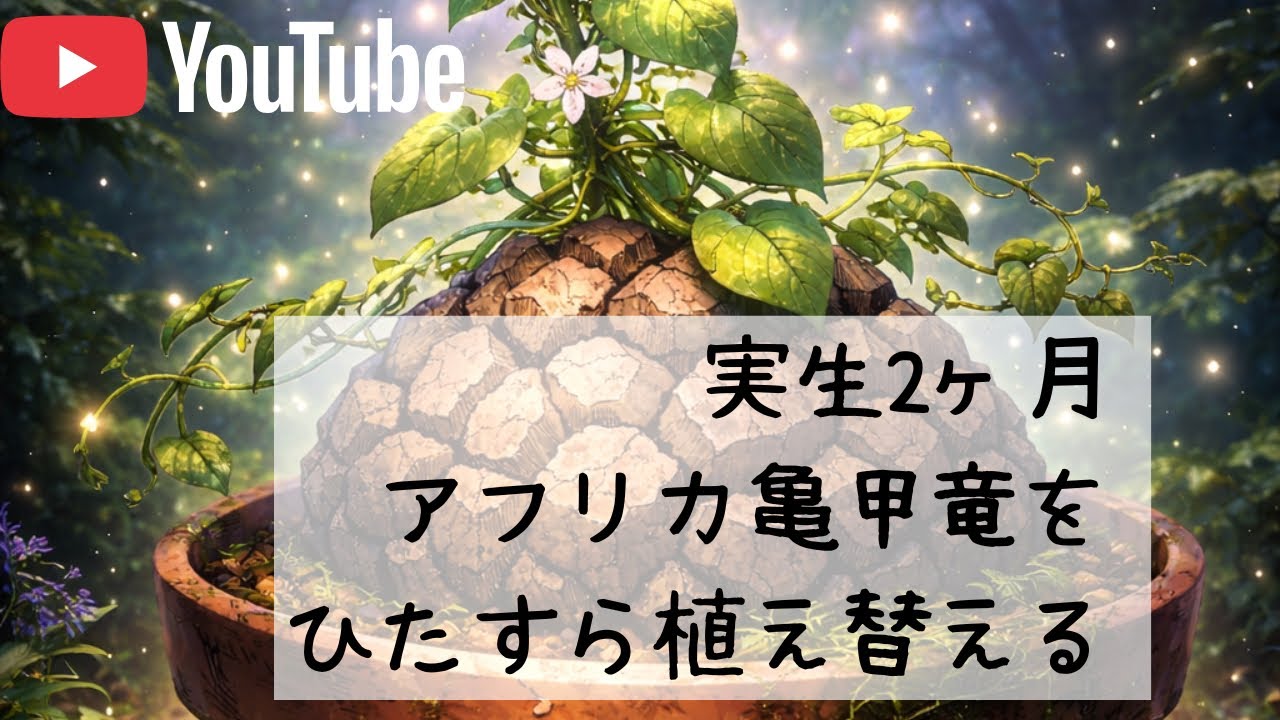 実生亀甲竜の植え替え【腰水終了】