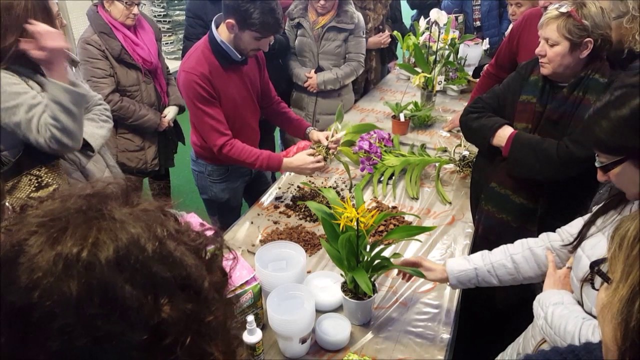 Come rinvasare un'orchidea di Giulio Celandroni orchidee