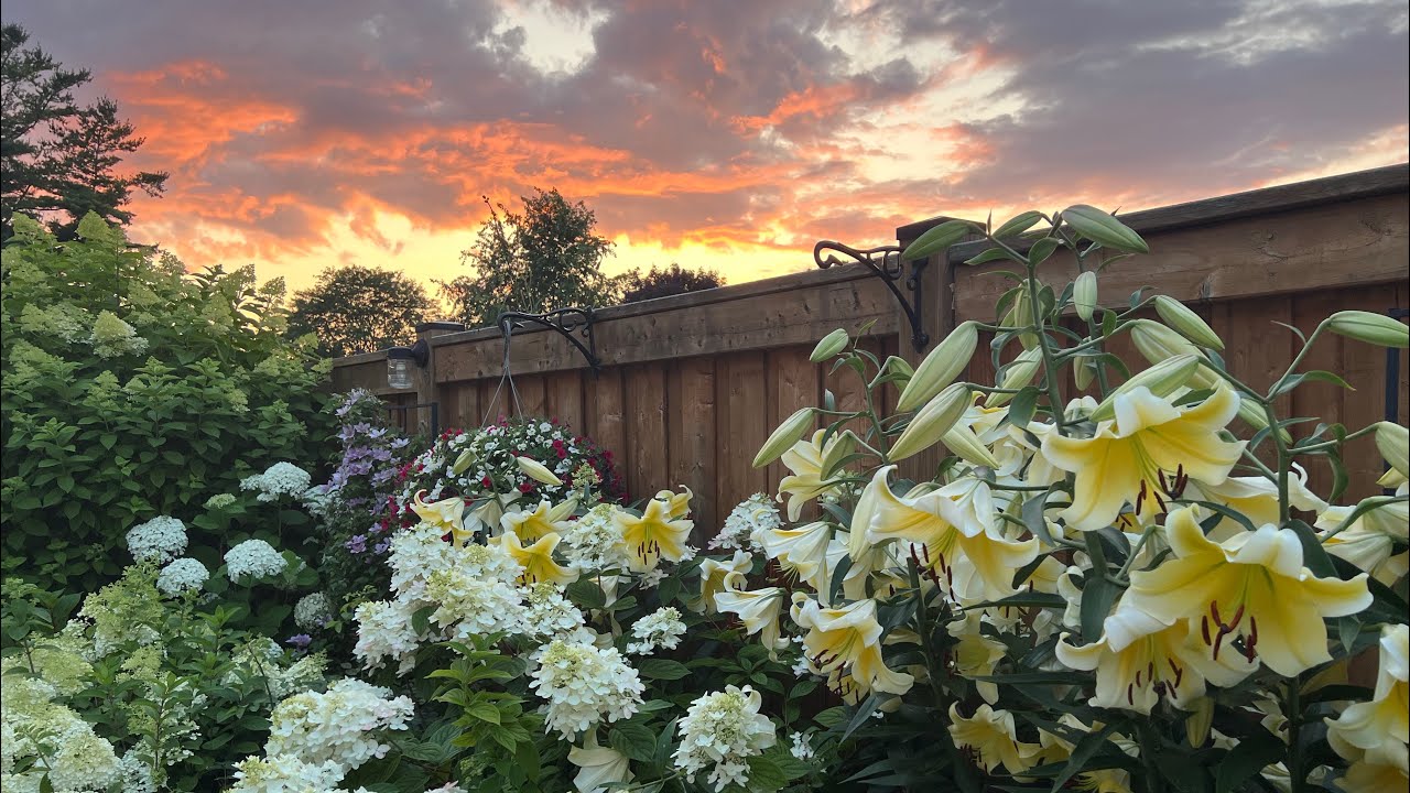Mid-Late July Garden Tour with Plant Name & Music - July 2023