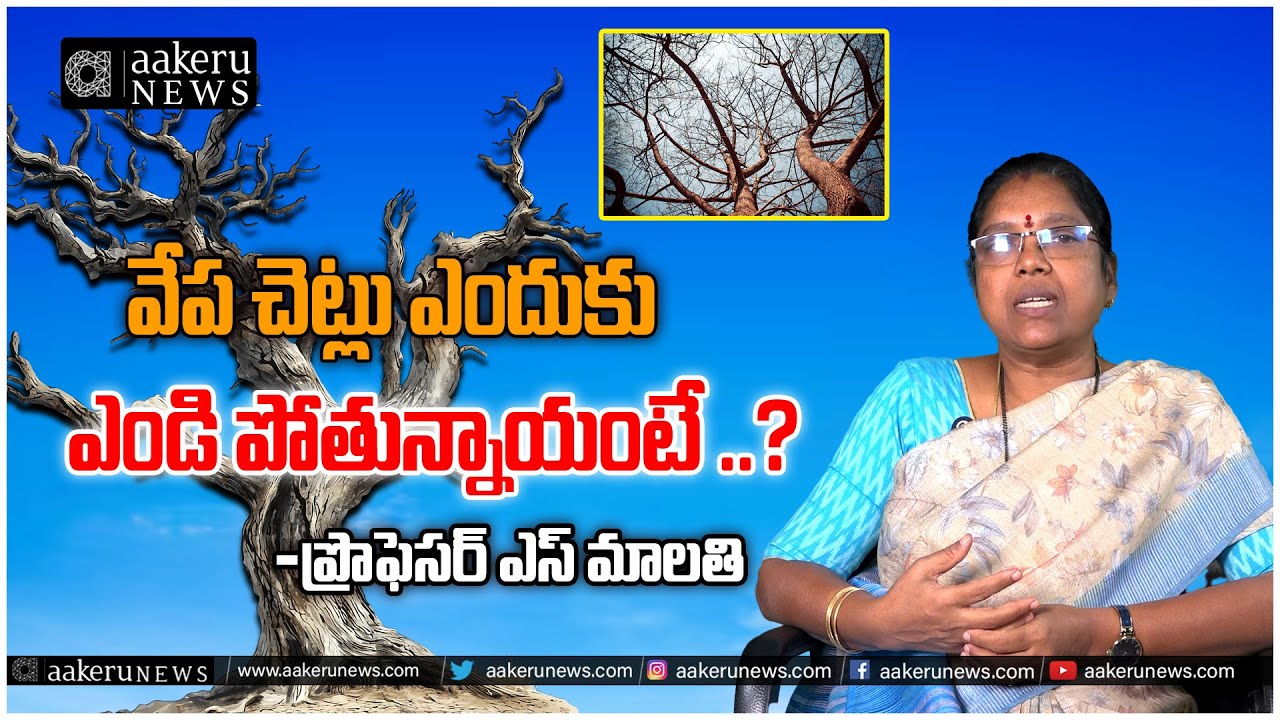 Why Neem Trees are Dying? The Truth Revealed |వేప చెట్లు ఎందుకు ఎండి పోతున్నాయి? |𝐚𝐚𝐤𝐞𝐫𝐮 𝐍𝐄𝐖𝐒 𝐓𝐞𝐥𝐮𝐠𝐮
