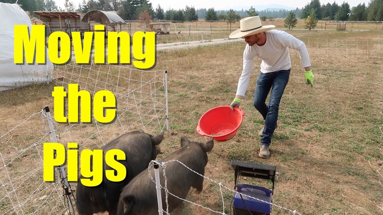 Paddock Shifting Our American Guinea Hog Pigs