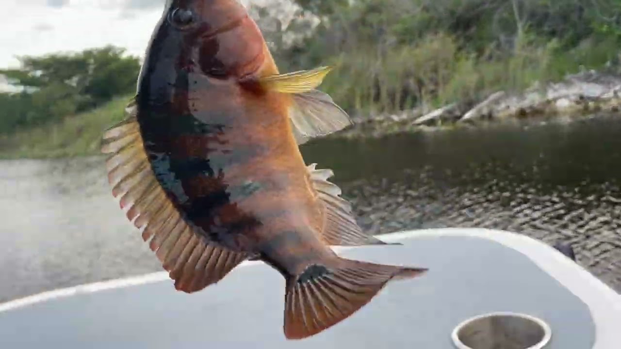 Fishing in the middle of the Everglades 