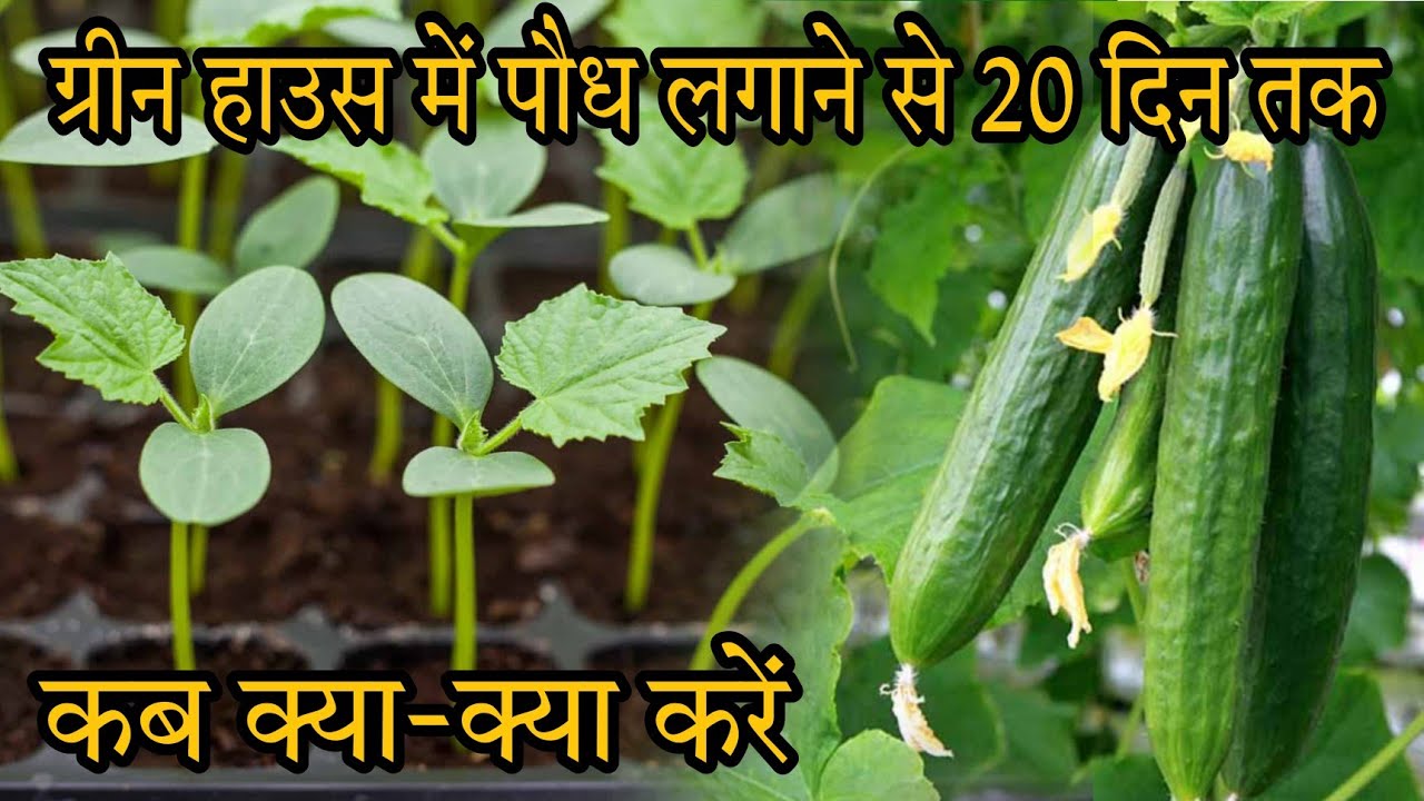 ग्रीन हाउस में पौध लगाने से 20 दिन तक कब क्या-क्या करें|by PC Verma