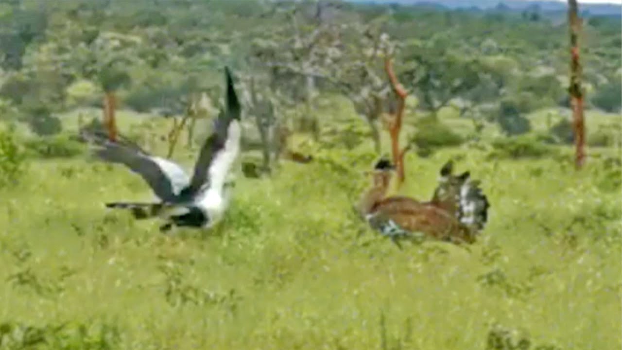 Secretary Bird Shows Off to World's Heaviest Flying Bird