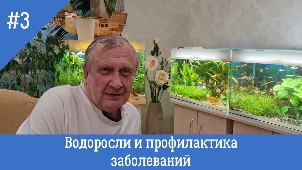 #03 Водоросли и профилактика заболеваний. Аквариумистика с Геннадием Посейдонычем
