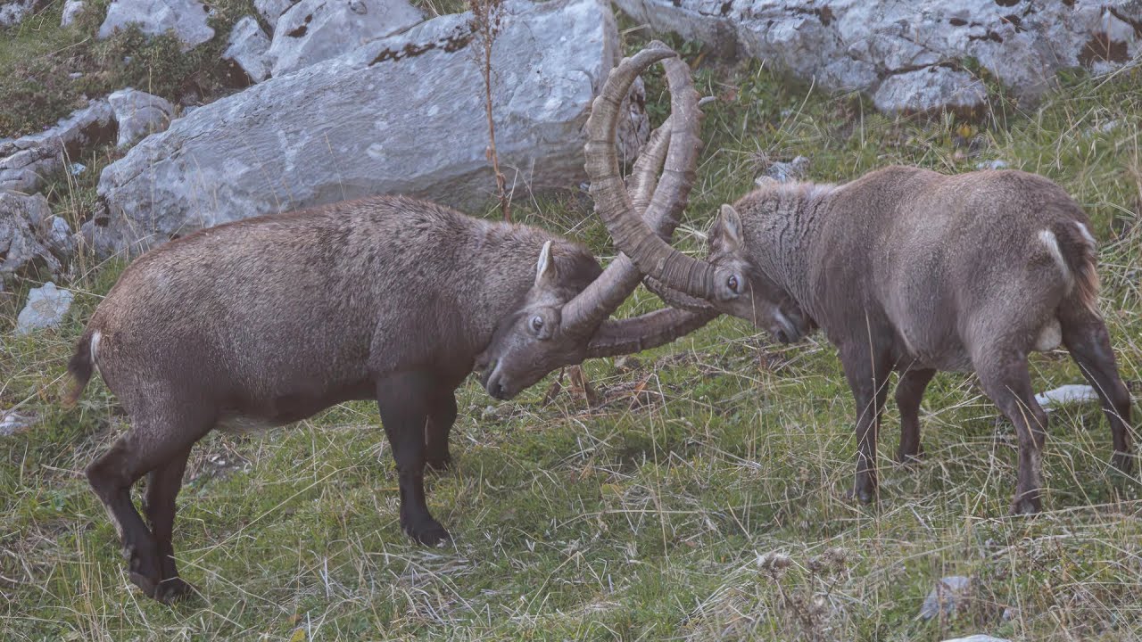 Bouquetins hiérarchie avant le rut