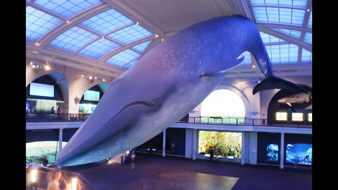 ASMR Wiki Wednesday Whispers - Blue Whale