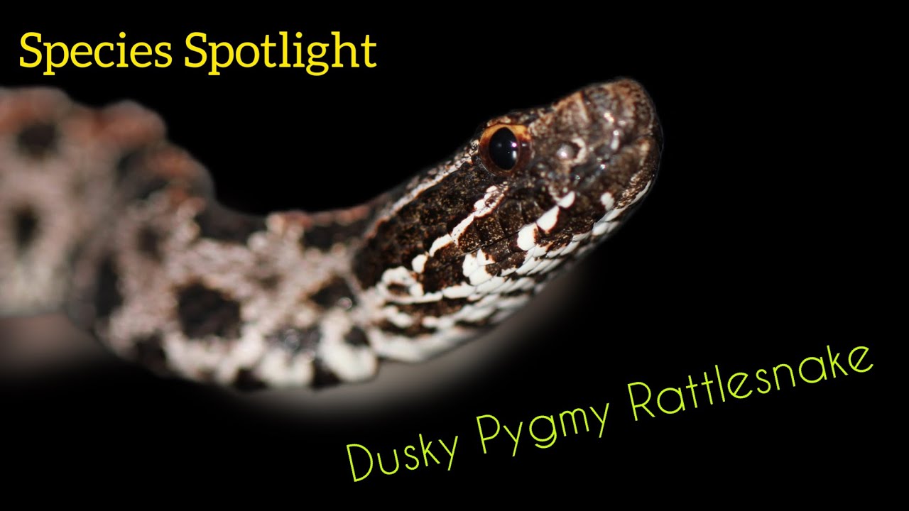 Species Spotlight: DUSKY PYGMY RATTLESNAKE