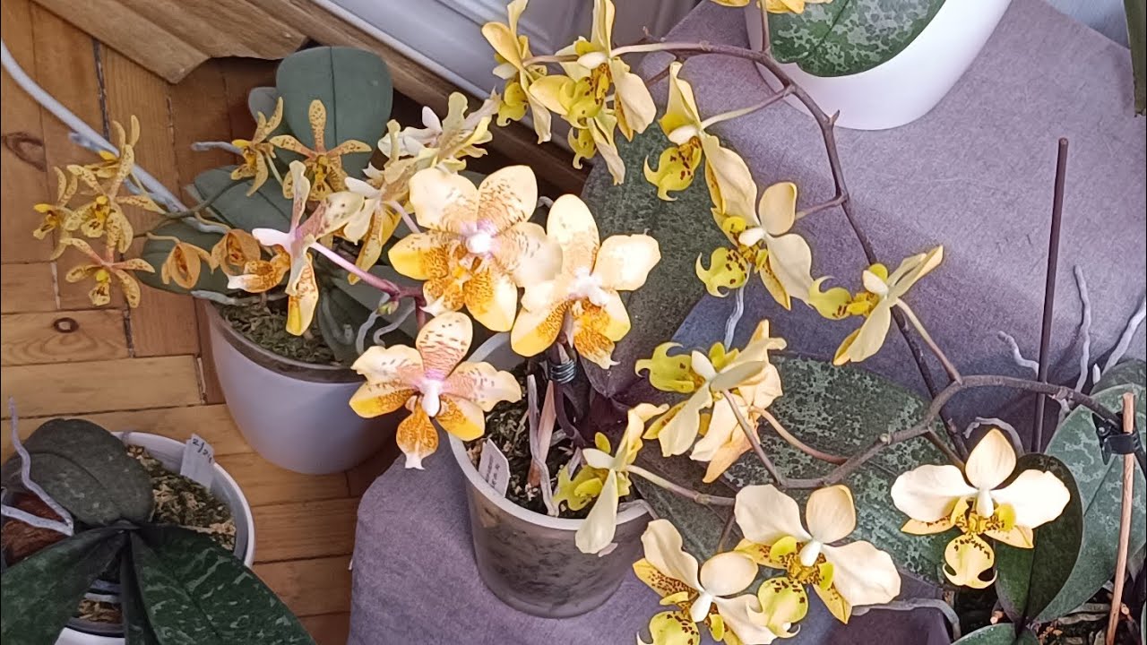 Моя колекція фаленопсисів стюартіана, Phalaenopsis stuartiana 💙🖤