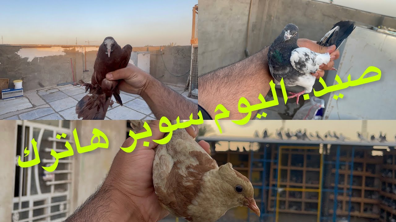 سوبر هاترك الصيد اليوم حار بحار