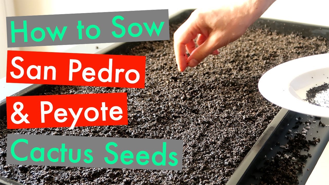 How to Sow Cactus Seeds (San Pedro, Peyote etc.)