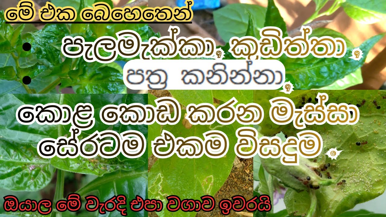 පැලමැක්කා කුඩිත්තා  පත්‍ර කනින්නා  කොළ කොඩ කරන මැස්සා – සේරටම එකම විසඳුම! / Asanka Life #highlights