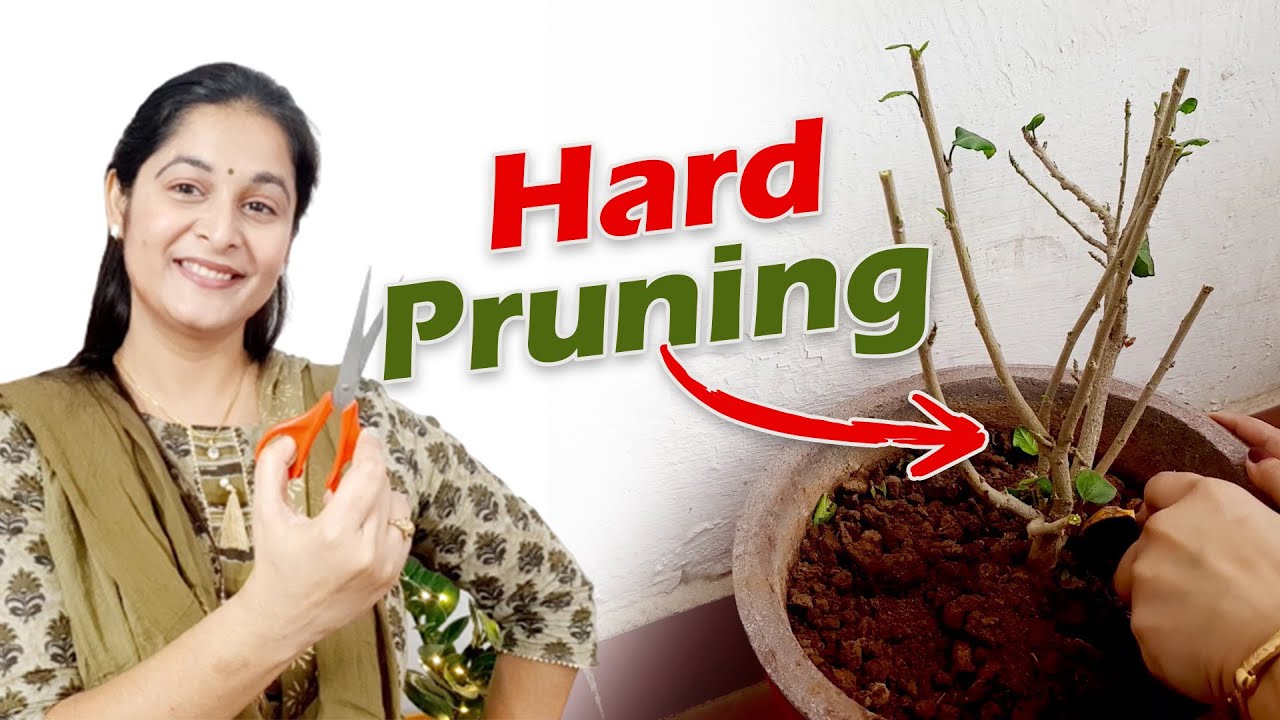 Hard Pruning कब और कैसे करें I What is Hard Pruning I How to do Hard Pruning I #hardpruning