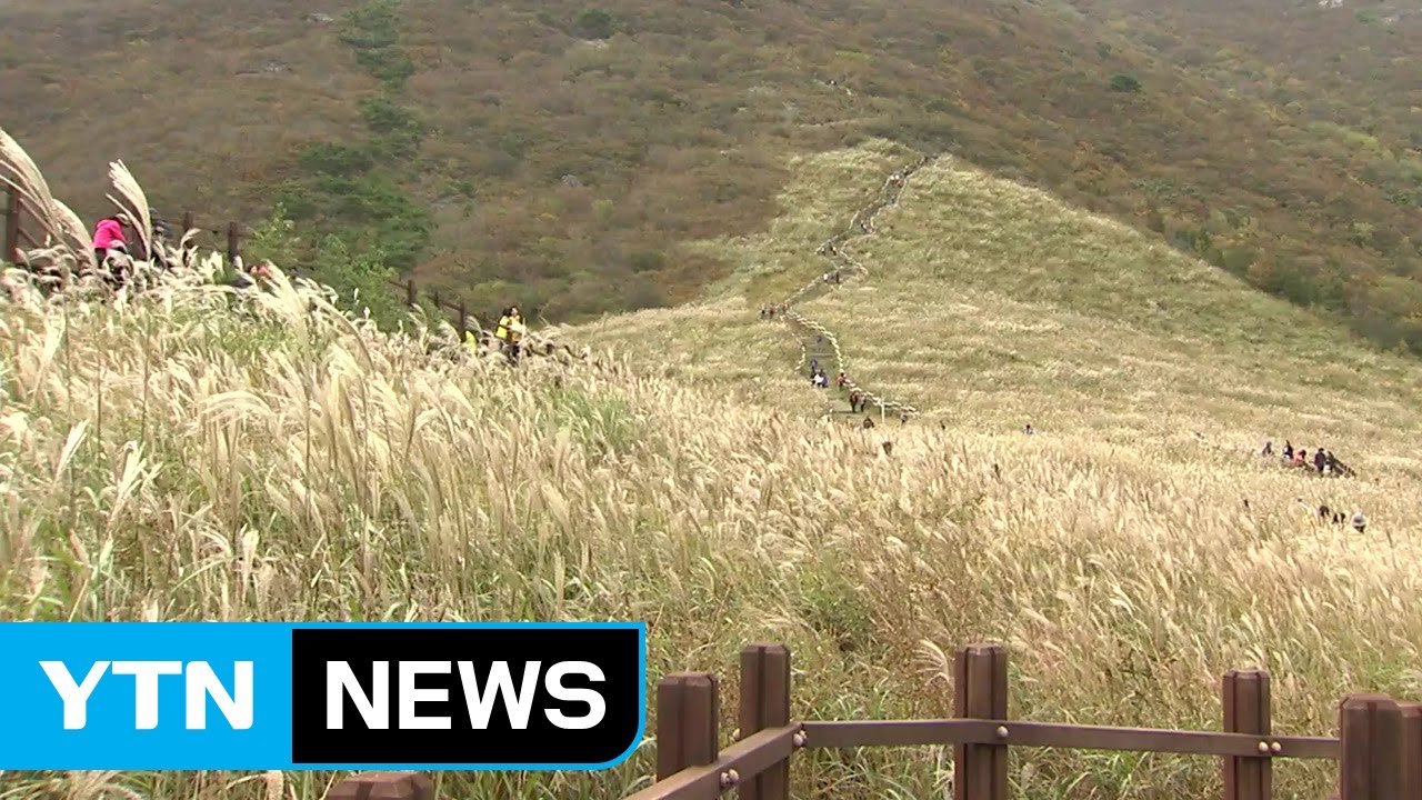 억새로 물든 영남알프스의 가을 / YTN