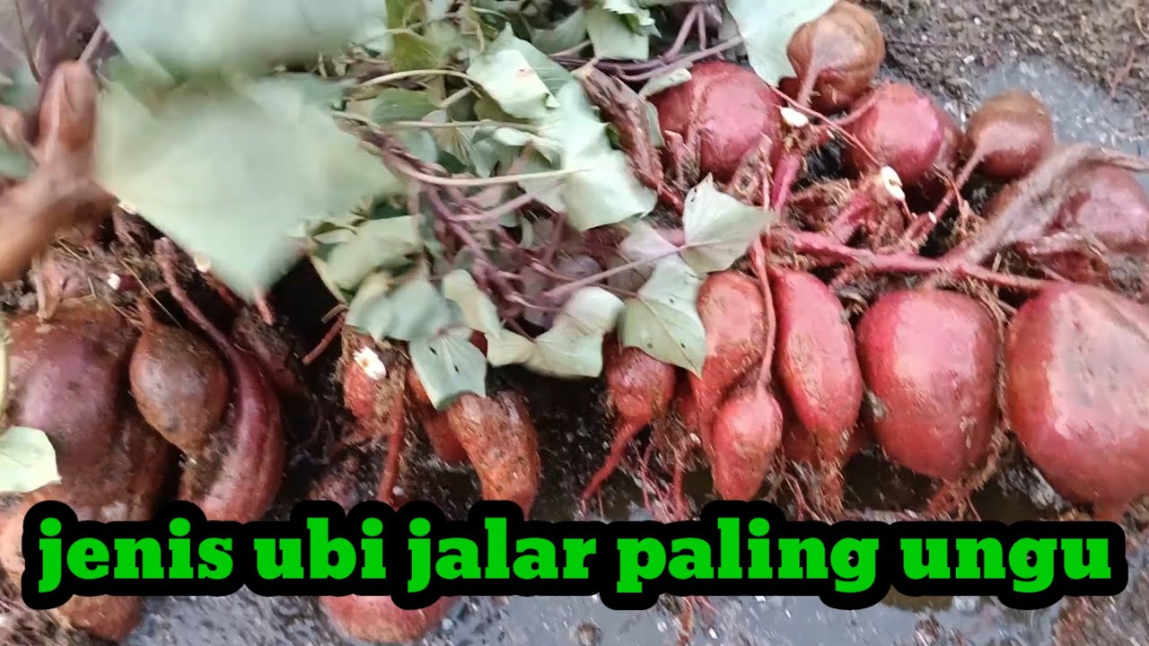 INI JENIS UBI JALAR YANG PALING UNGU