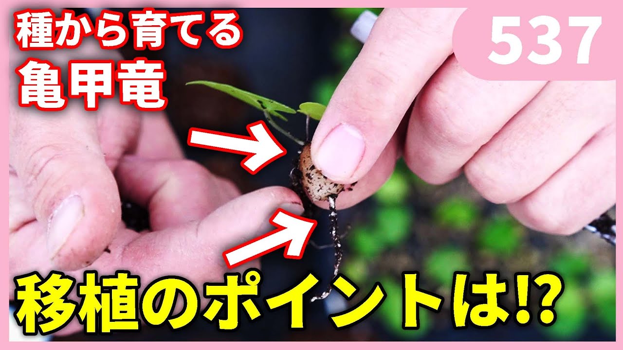 亀甲竜の鉢上げ by 園芸チャンネル 537 園芸 ガーデニング 初心者 塊根植物
