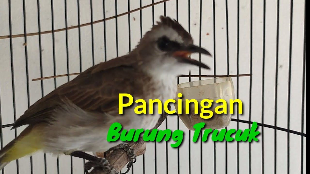Pancingan Burung Trucuk biar Gacor door