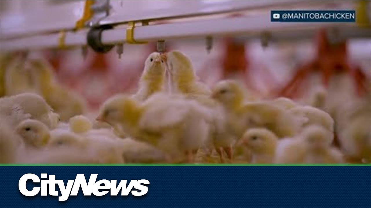 Avian Flu flies into coups in Canada