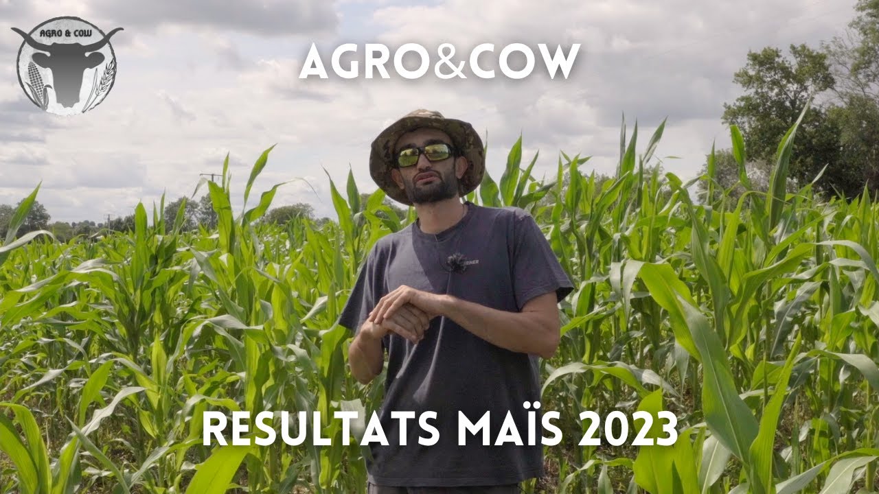 Maïs 2023 des bambous ,10 TONNES HECTARES ??