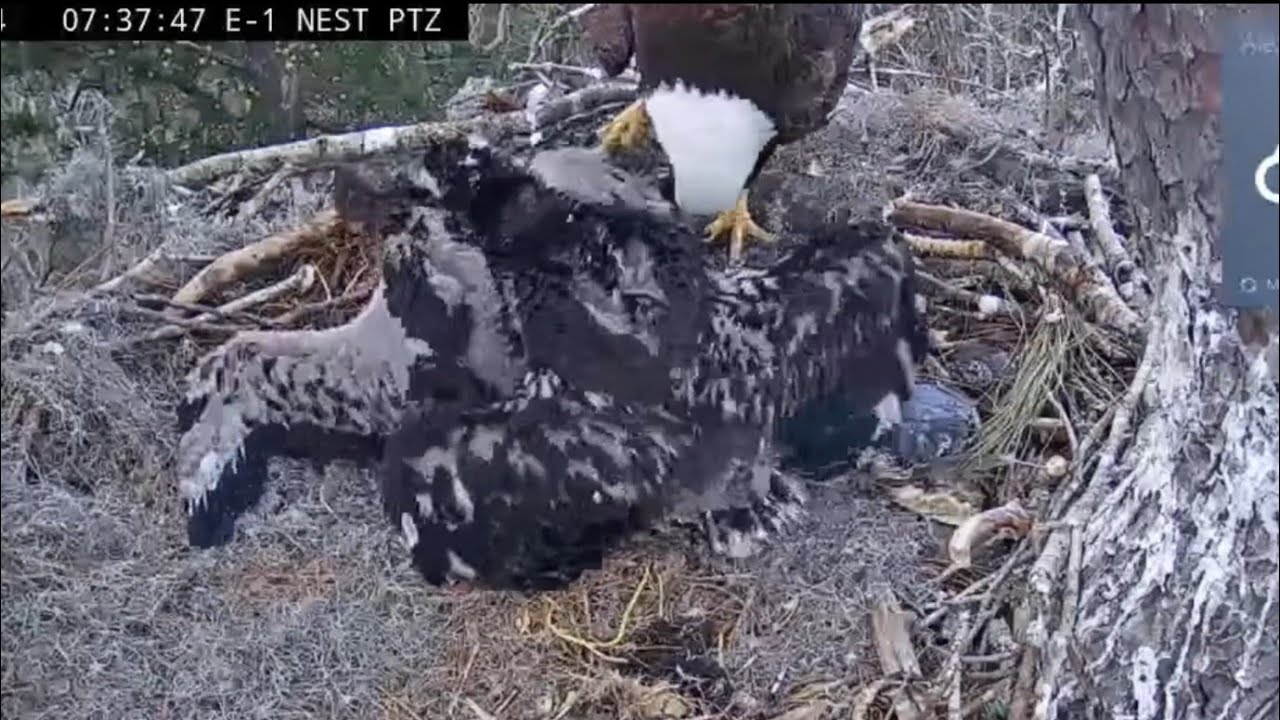 Big eaglet bonk small eaglet before feeding start | Kisatchie National Forest E-1 | Mar 4, 26