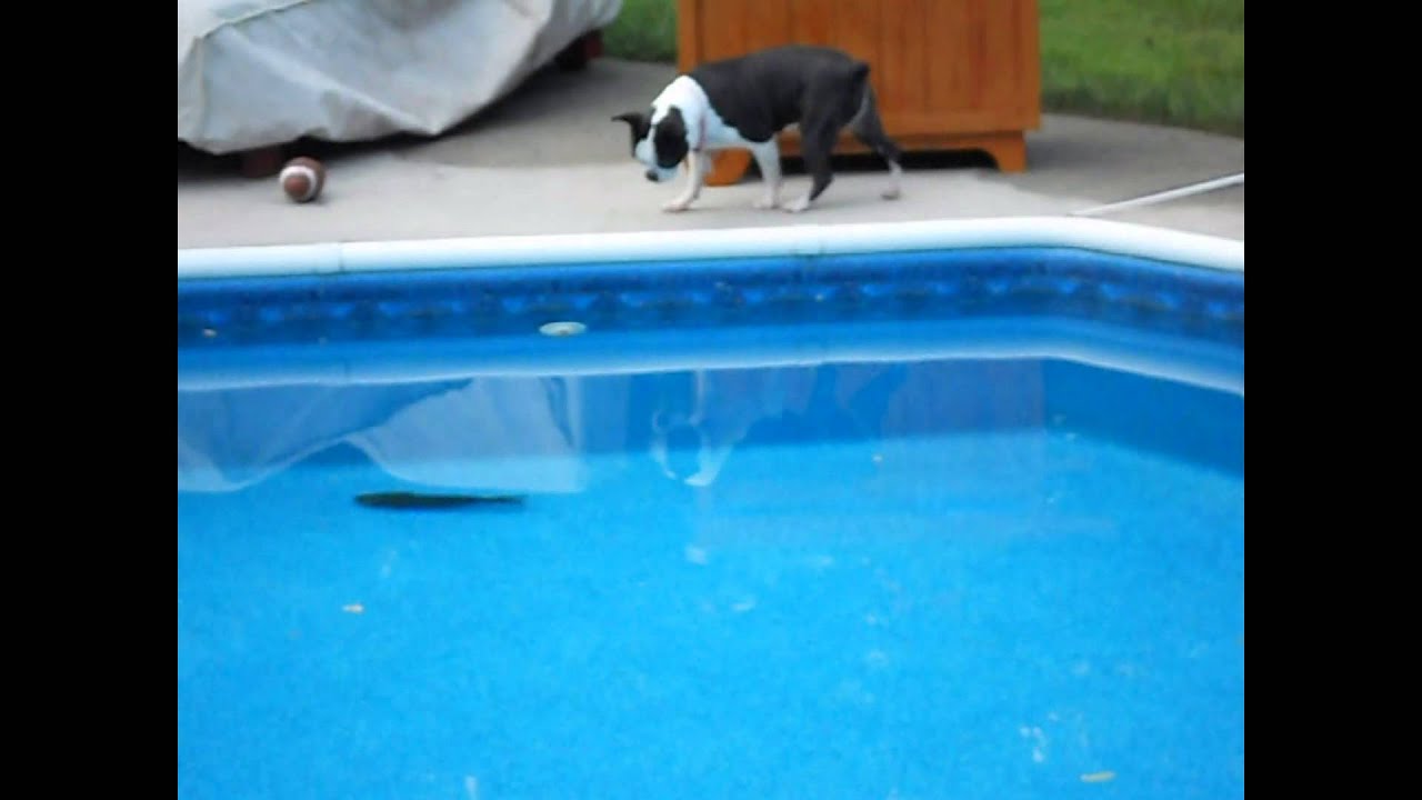 Addy and the Big Blue Frog