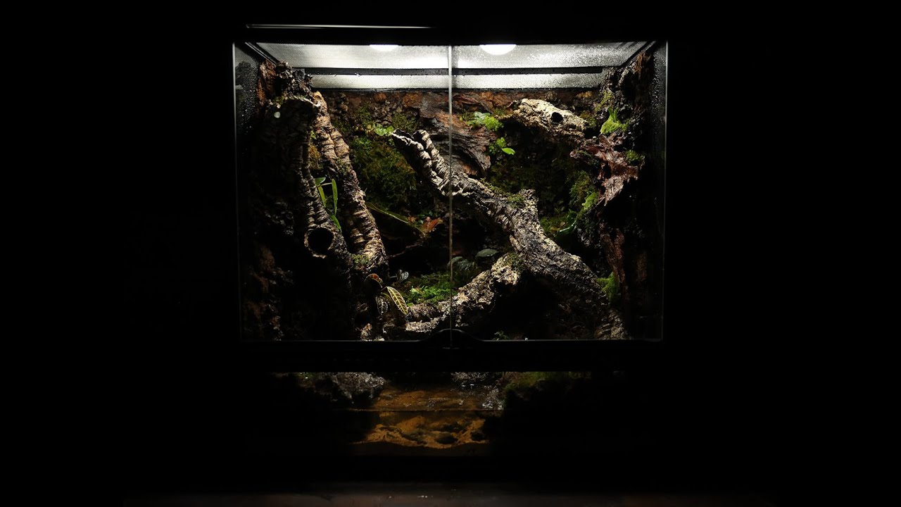 'Between The Fallen Corks' Vivarium | 쓰러진 코르크 사이의 비바리움 만들기