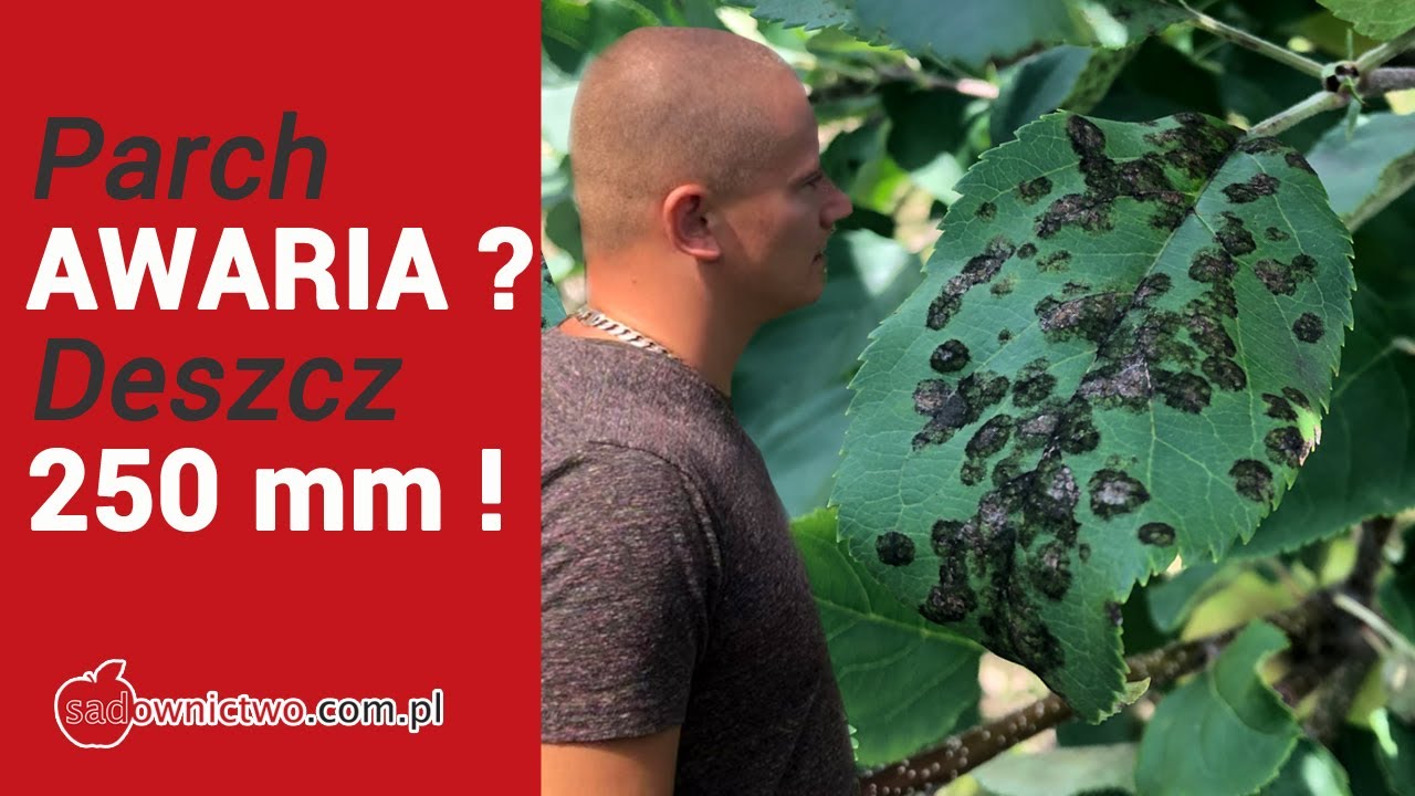 Parch jabłoni - AWARIA / Deszcz 250 mm w miesiąc - efekt na odmianie Szampion