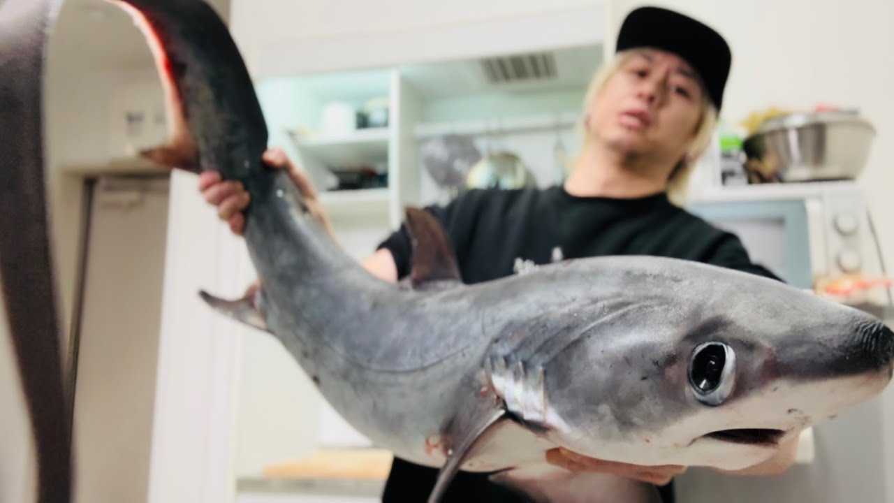【ニタリザメ8kg】いくつになっても男子はかっこいいサメが好きだろう？
