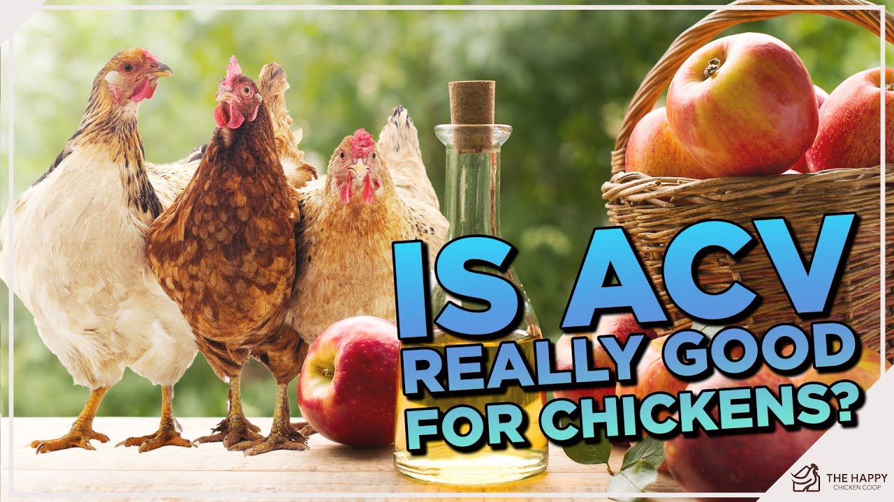 Apple Cider Vinegars and Chickens: Is ACV Really Beneficial for Our Flock?