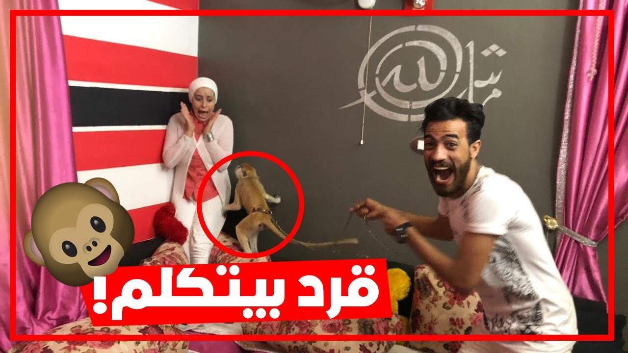 جبت قرد بيتكلم لمراتي 😂