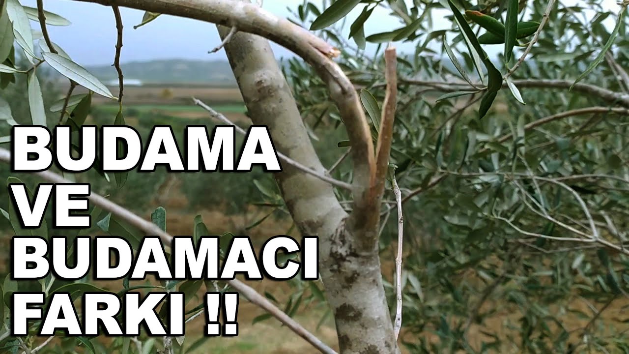 Zeytin Ağacını Bitiren 