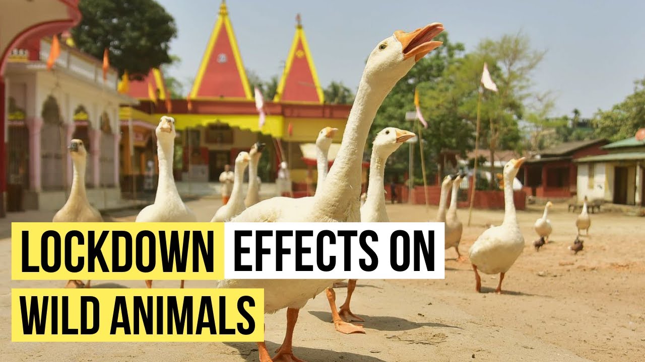Corona Pandemic Lockdown Effect on Wild Animals