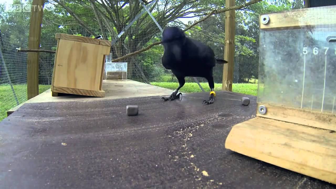 Smartest Bird (the intelligent raven solves the puzzle)